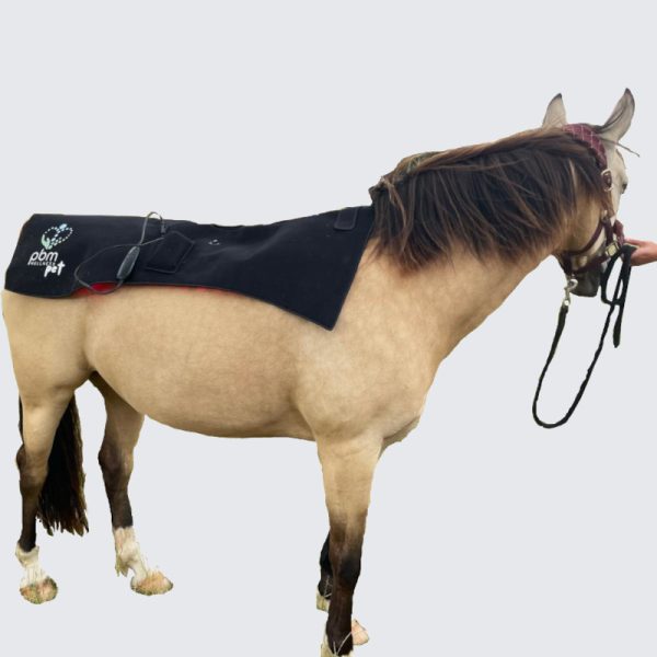 Horse Blanket